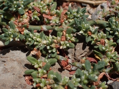 Polygonum plebeium