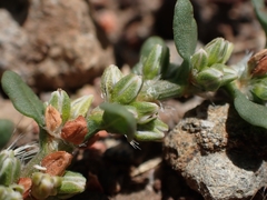 Polygonum plebeium