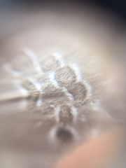 Luthrodes pandava