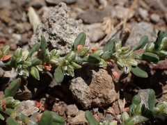 Polygonum plebeium