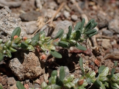 Polygonum plebeium
