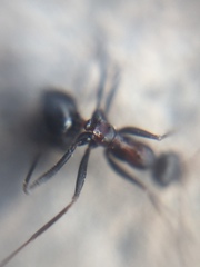 Lepisiota