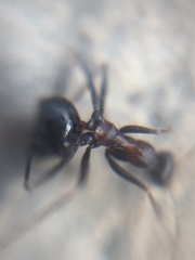 Lepisiota