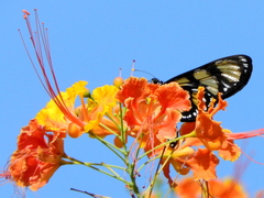 Methona themisto