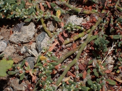 Polygonum plebeium