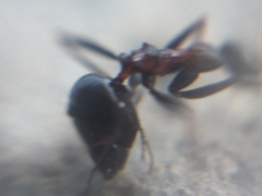 Lepisiota