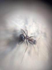 Lepisiota