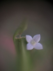 Spermacoceae
