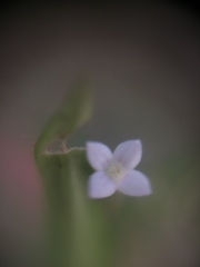 Spermacoceae
