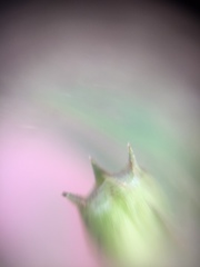 Spermacoceae