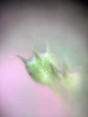 Spermacoceae