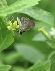 Aeromachus plumbeola