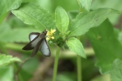 Aeromachus plumbeola