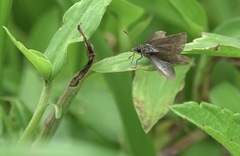 Aeromachus plumbeola