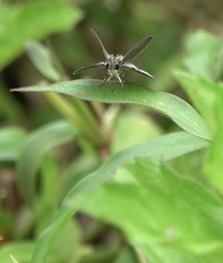 Aeromachus plumbeola