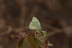 Ganyra