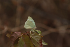 Ganyra