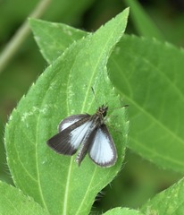 Aeromachus plumbeola