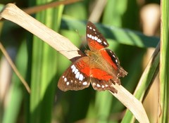 Anartia amathea