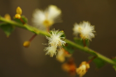 Acacia biflora
