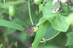 Aeromachus plumbeola