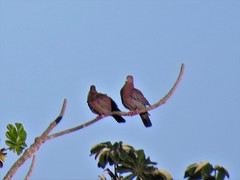 Patagioenas