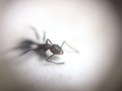 Pheidole sharpi