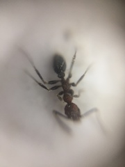Pheidole sharpi