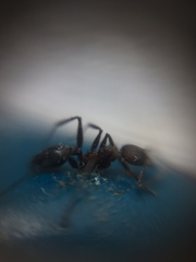 Pheidole sharpi