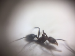 Pheidole sharpi
