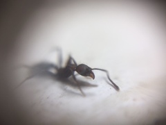 Pheidole sharpi