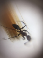 Pheidole sharpi