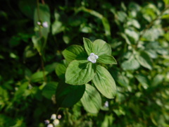 Spermacoce alata