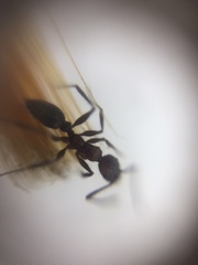 Pheidole sharpi