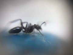 Pheidole sharpi