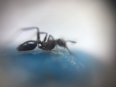 Pheidole sharpi