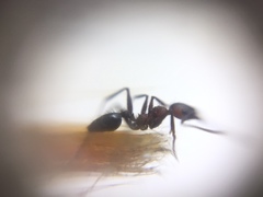 Pheidole sharpi