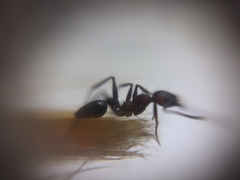 Pheidole sharpi