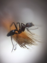 Pheidole sharpi