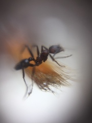 Pheidole sharpi