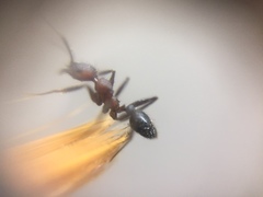 Pheidole sharpi