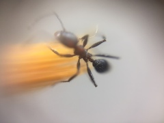 Pheidole sharpi