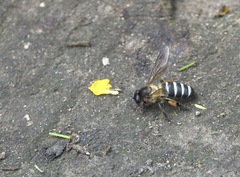 Apis dorsata breviligula