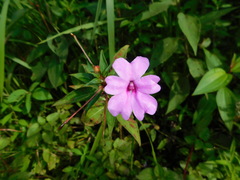 Impatiens platypetala