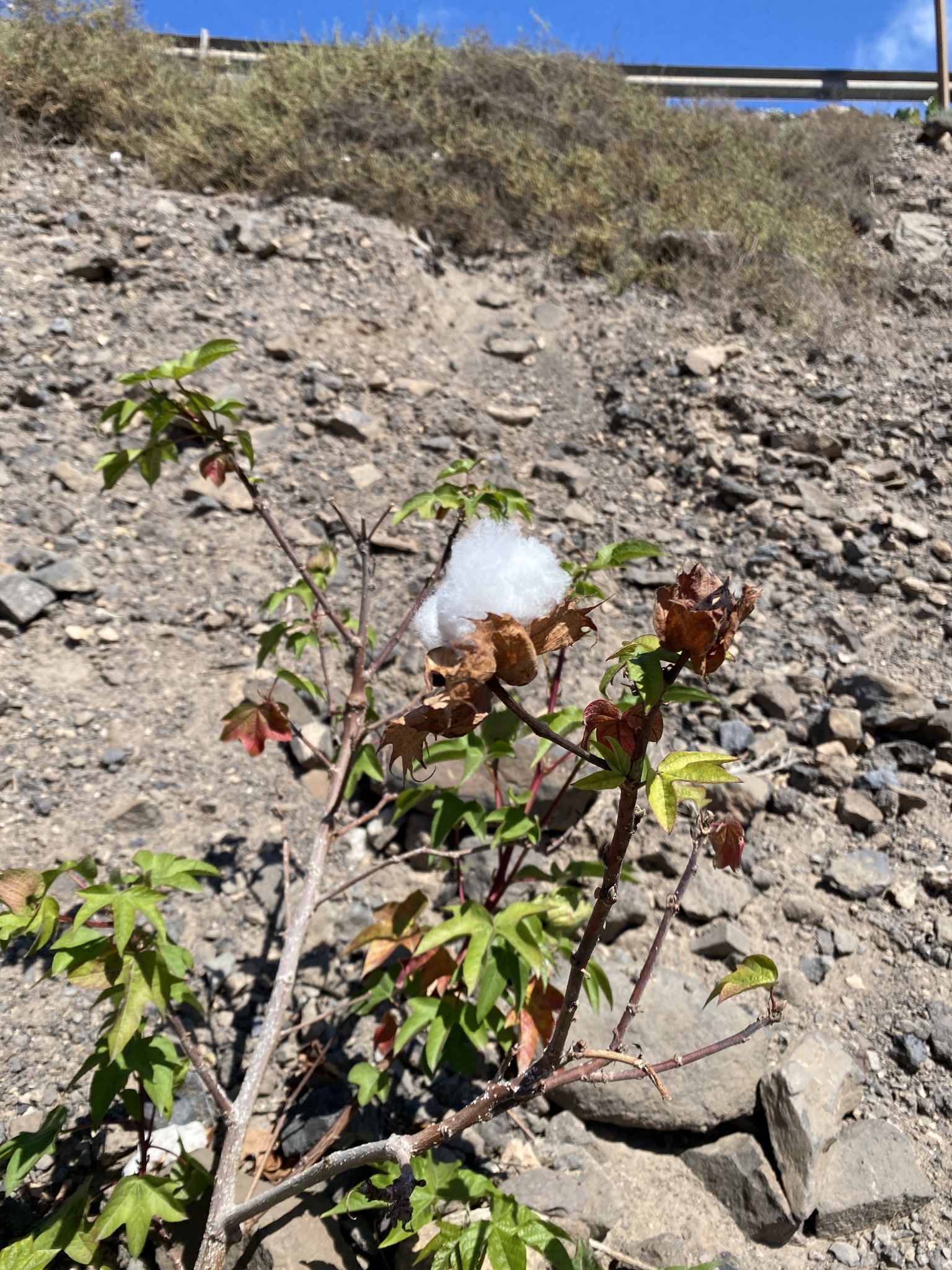 American Pima Cotton (Gossypium barbadense)