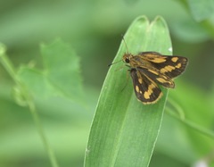 Taractrocera luzonensis