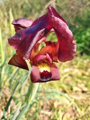 Iris atropurpurea