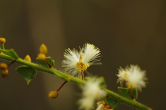 Acacia biflora