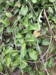 Arisarum simorrhinum
