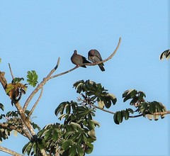 Patagioenas